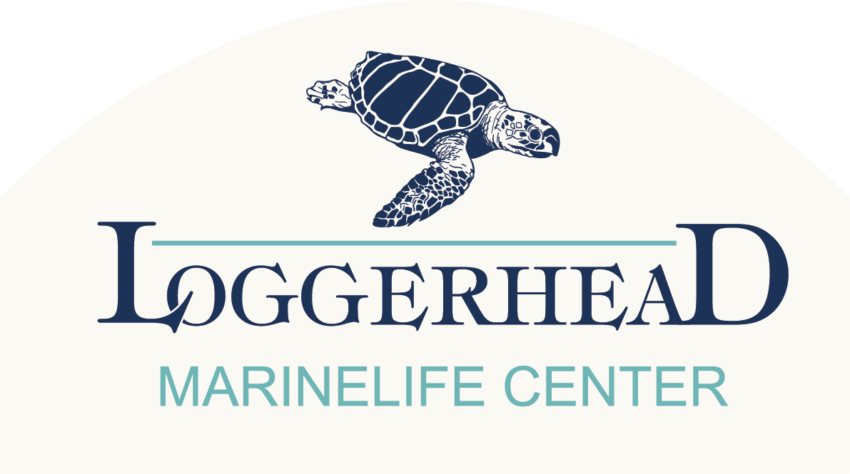 loggerhead-logo