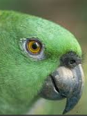 parrot-vertical